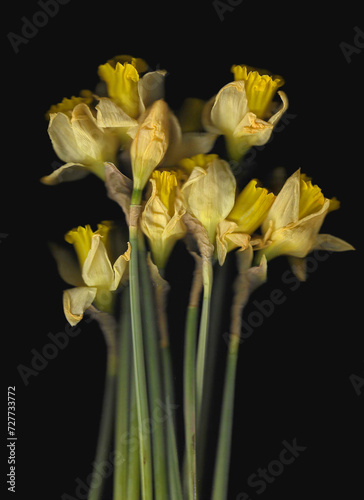 Yellow narcissus vertical scan background. Scanned blooming spring flower bouquet. Abstract distorted plant. Colourful botanical photocopy with scanner noise effect. 