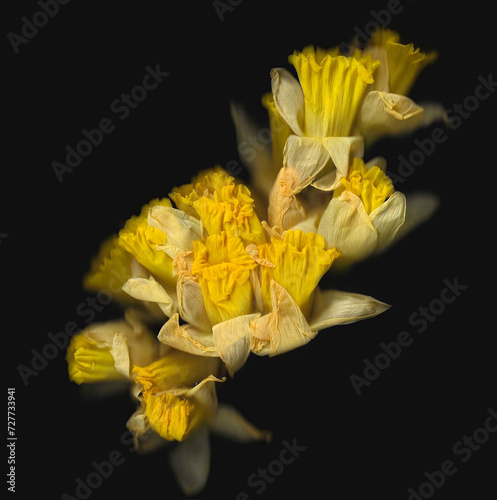 Yellow narcissus scan background. Bouquet of blooming spring flowers from top. Abstract distorted plant. Colourful botanical photocopy with scanner noise effect. Stem and opened daffodils