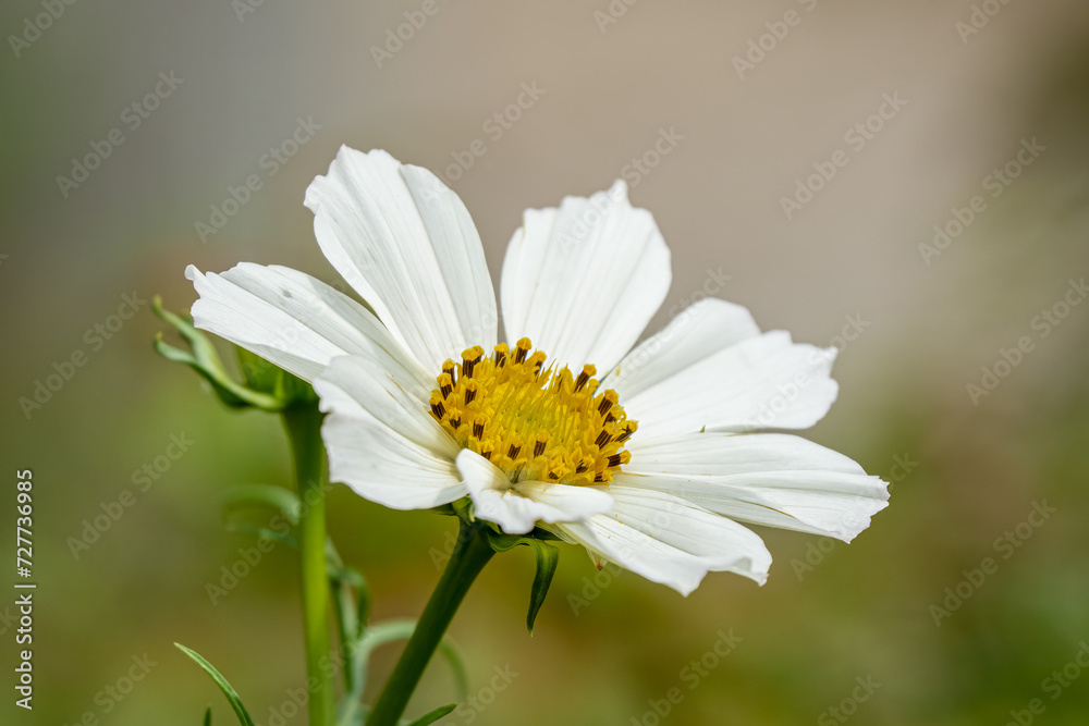 close-up of chateau garden flora in France