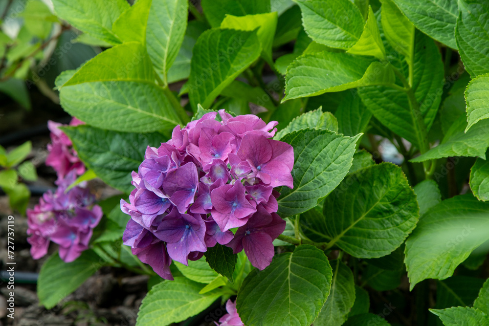 Pink hydrangea flowers in the garden. Bud close up. Grow a summer flower hortensia. Flora petals green leaves background. Pink hydrangea flowers in the garden. Bud close up. Grow a summer flower hortensia. Flora petals green leaves background.