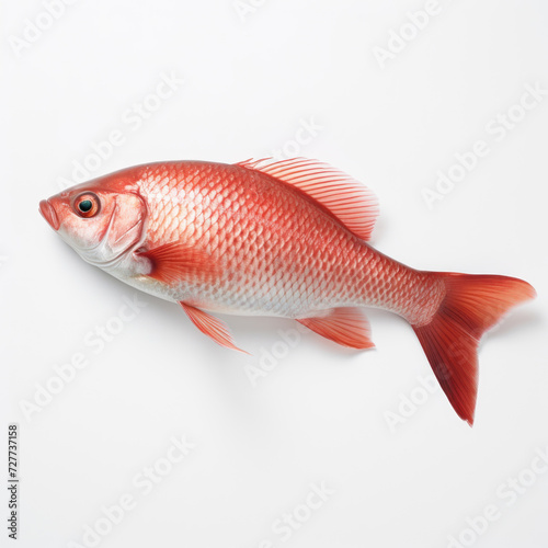 fish on white background.