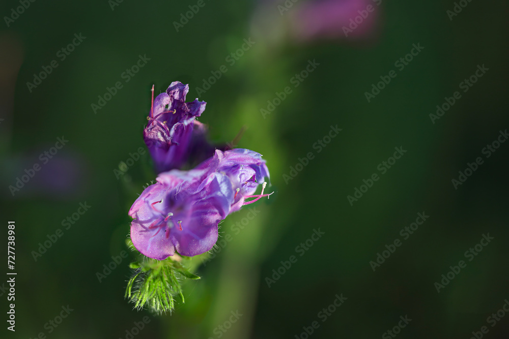 Obraz premium Wild purple flower