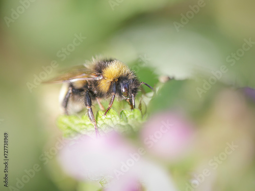 Bee sucking pollen macro