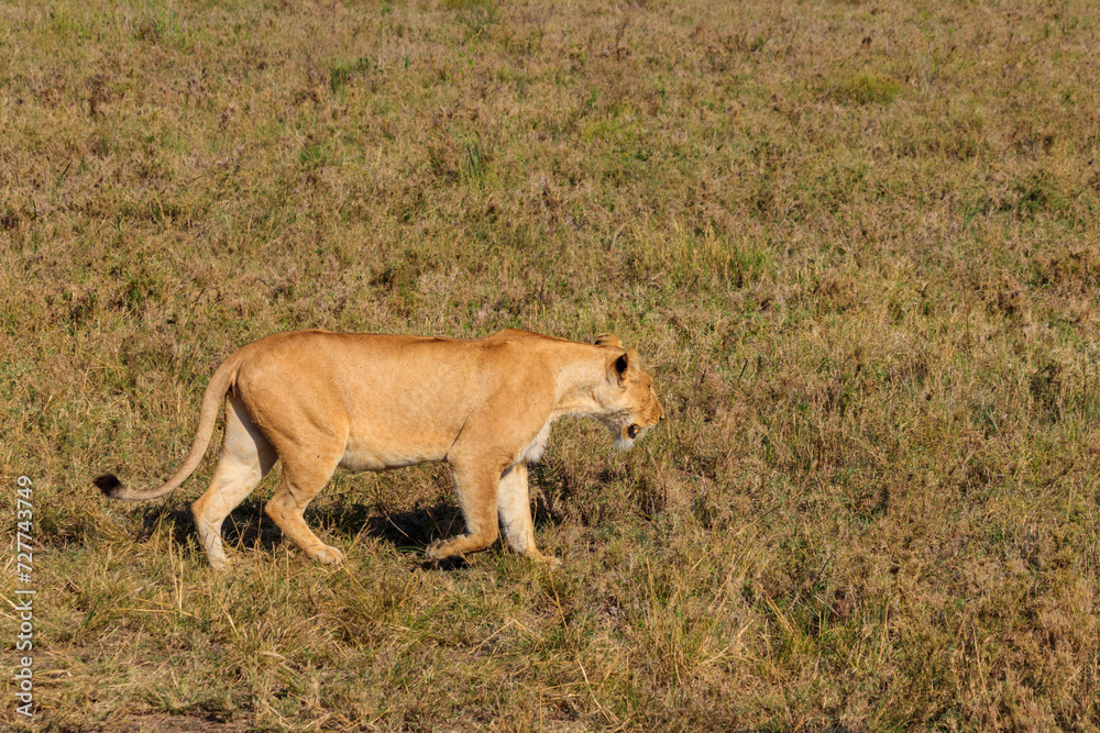 Lioness (Panthera leo) walking in savannah in Serengeti national park, Tanzania Lioness (Panthera leo) walking in savannah in Serengeti national park, Tanzania