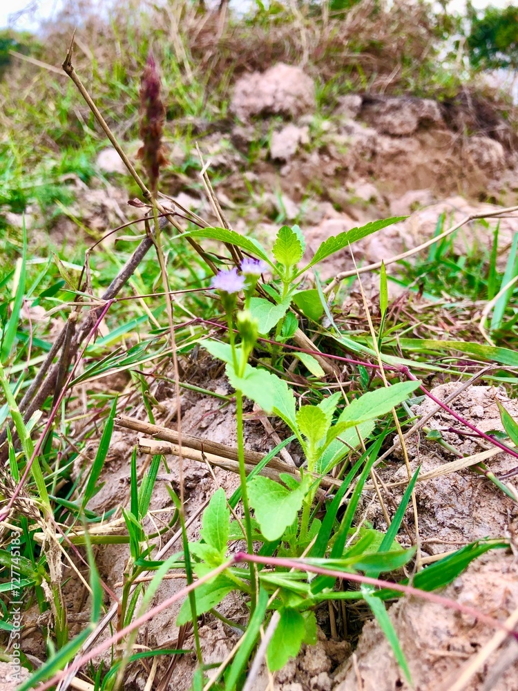 Obraz premium Nature in Roi ET