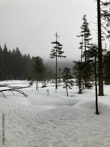 Fototapeta Naklejka Na Ścianę i Meble -  Sky above snowy woods, with trees and ground covered in snow