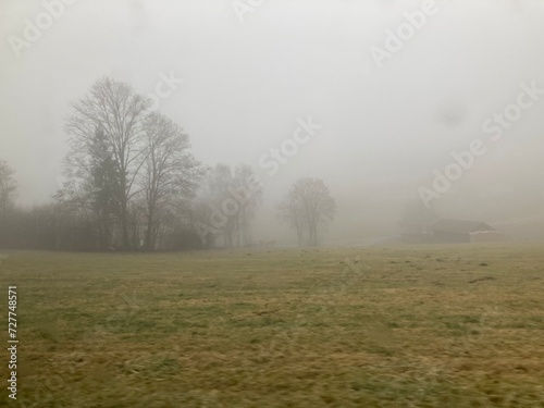 Foggy morning in a vast green field with dense foliage