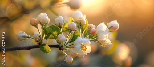 A Bountiful Harvest: Apple Buds Blossom on the Majestic Apple Tree, Filling the Air with the Scent of Apple Buds, as the Tree Flourishes with Abundance photo