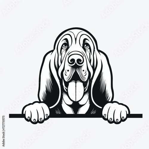 Black And White Bloodhound peeking face illustration vector
 