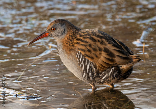 Water Rail on a pond
