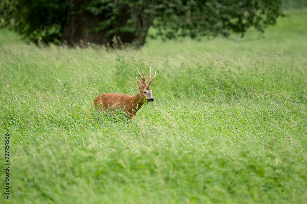 roe deer (Capreolus capreolus) feeding in a field of green winter grass roe deer (Capreolus capreolus) feeding in a field of green winter grass