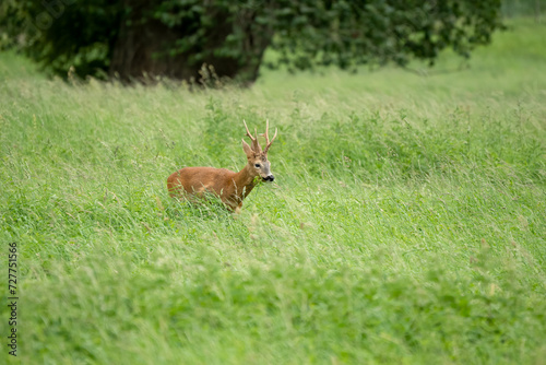 roe deer (Capreolus capreolus) feeding in a field of green winter grass