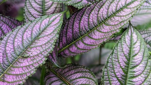 Closeup of the leaves of the 