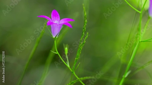 Portrait of a Spreading Bellflower (Campanula patula)  shaken from wind. Slow motion