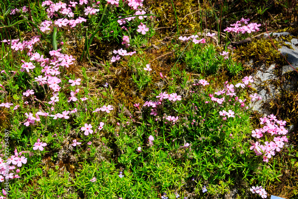 Tufted Phlox or Columbia Phlox (Phlox douglasii) in garden Tufted Phlox or Columbia Phlox (Phlox douglasii) in garden