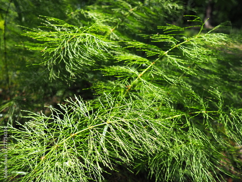 Horsetail Equisetum, genus of vascular plants, department Equisetophyta Ferns. Horsetail sways in the wind. Metamerism, alternation of nodes and internodes. Leaves reduced to scales, whorls at nodes