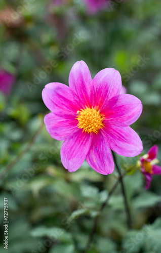 close-up of fresh nature plant growth 