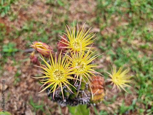 The Lobivia Shinshowa cactus with beautiful flowers in the garden. photo