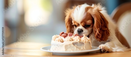 Adorable Little Puppy Enjoys Celebratory Papill Cake photo