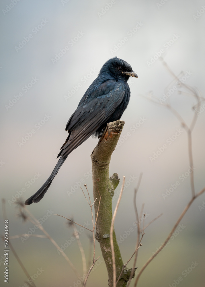 Obraz premium Black Drongo Perched on Dead Branch