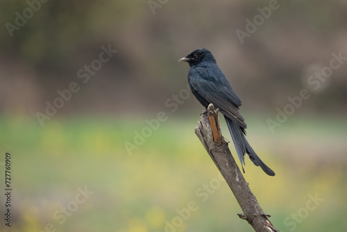 Black Drongo Perched on Dead Branch