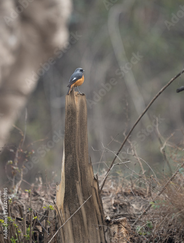 Environmental Hodgsons Redstart Shot photo