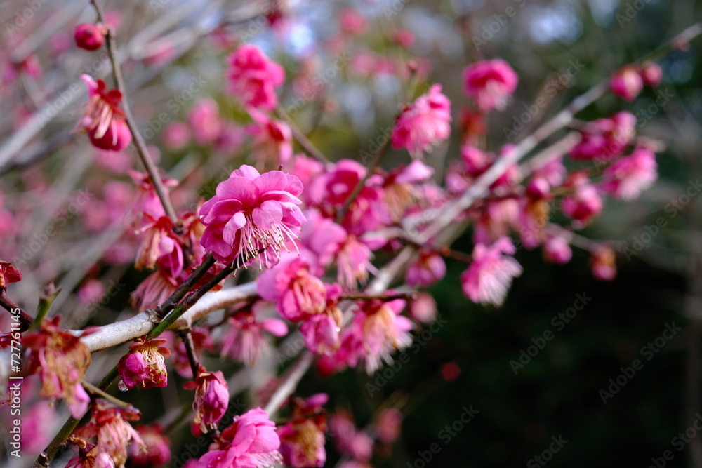 pink flowers pink flowers