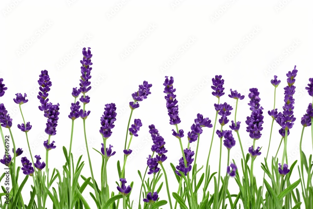 Fototapeta premium Lavender flowers on white background