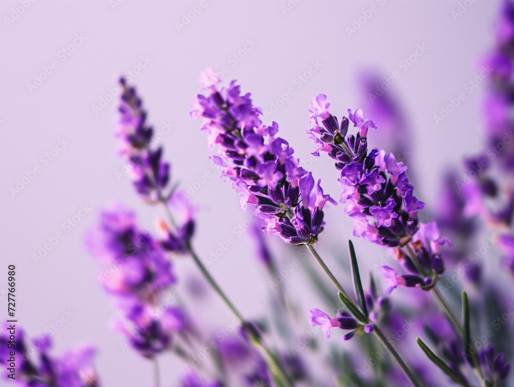 Naklejka premium Fragrant blue lavender flowers blossoming on field in peaceful summer farmland