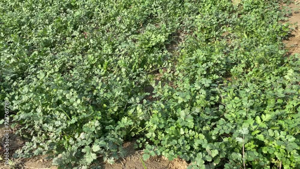 Coriander leaves in vegetables garden for health, food and agriculture concept design. Organic coriander Coriander leaves in vegetables garden for health, food and agriculture concept design. Organic coriander