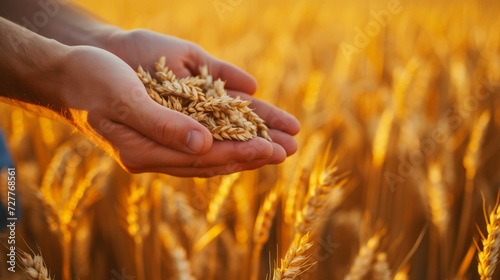 Close-up of wheat grains in hands palms on wheat field background. Rural harvest concept. Generative AI