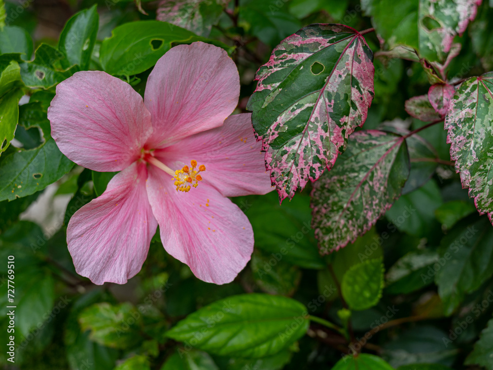 A Large Pink Hibiscus Flower Next to a Pinkish Green Leaves A Large Pink Hibiscus Flower Next to a Pinkish Green Leaves