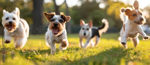 Adorable Little Dogs Enjoying a Fun-filled Day at the Park, Little Dogs at the Park, Little Dogs at the Park: Playful Pups Delight in Park Adventures