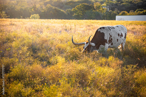 Longhorn cow grazing in grassy meadow