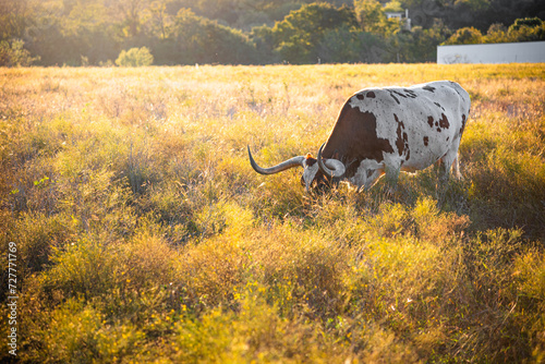 Longhorn cow on a pasture