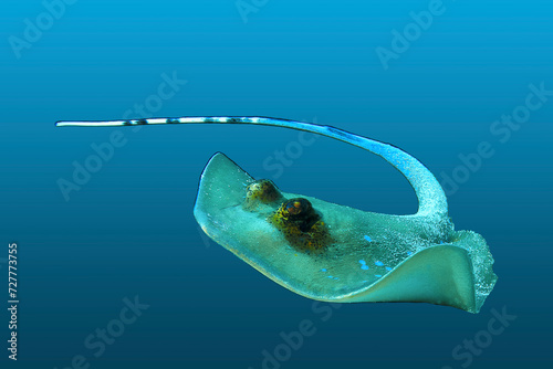Blaupunkt Rochen in Bewegung, freigestellt vor blau verlaufendem Hintergrund. Die Unterwasserfotografie habe ich bei einem Tauchgang in Raja Ampat in Indonesien aufgenommen.