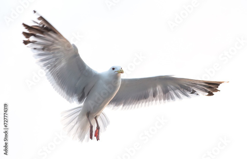 Seagull flying in the sky. Close-up. Copy space for text. Banner.