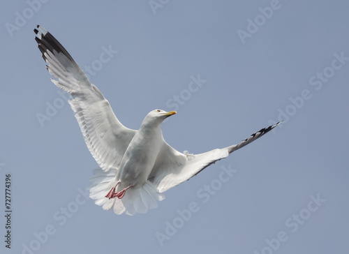 One seagull flying in the cloudy sky.
