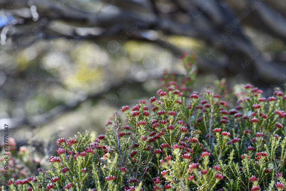Red flowers of the Australian native Alpine Everlasting Ozothamnus alpinus, family Asteraceae, with snow gums in background, Kosciusko region, NSW. Endemic to alpine and subalpine areas NSW and Vic Red flowers of the Australian native Alpine Everlasting Ozothamnus alpinus, family Asteraceae, with snow gums in background, Kosciusko region, NSW. Endemic to alpine and subalpine areas NSW and Vic