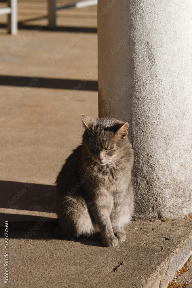 cat in the sun