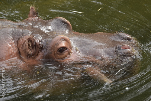 schwimmendes Flusspferd