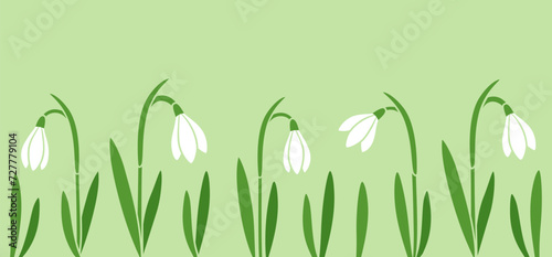Fototapeta Naklejka Na Ścianę i Meble -  Snowdrop flowers, cute spring banner on green background. Simple flat cartoon vector illustration.