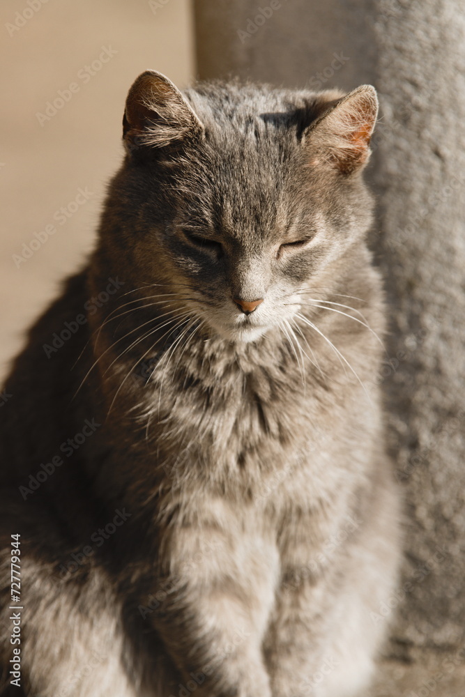 portrait of a cat