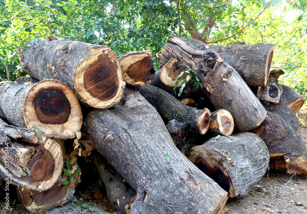 A wood material logging. Round timber stock. A wood material logging. Round timber stock.