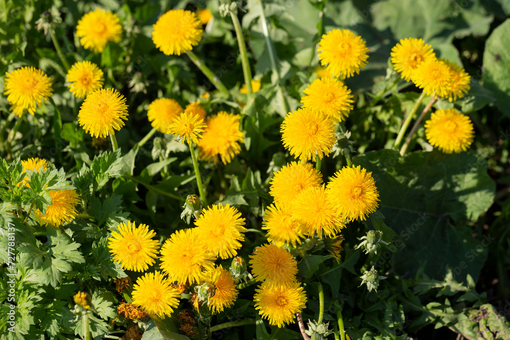 Lots of blooming yellow dandelions. Yellow spring flowers on a background of green grass. Lots of blooming yellow dandelions. Yellow spring flowers on a background of green grass.