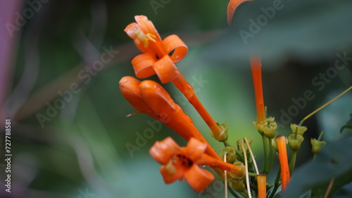 Pyrostegia venusta (flamevine, orange trumpet vine, Bignonia tecomiflora, Tecoma venusta, Bunga Agustus). traditional Brazilian medicine, this plant is used as infusion or decoction photo