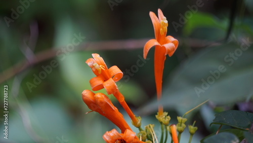 Pyrostegia venusta (flamevine, orange trumpet vine, Bignonia tecomiflora, Tecoma venusta, Bunga Agustus). traditional Brazilian medicine, this plant is used as infusion or decoction photo