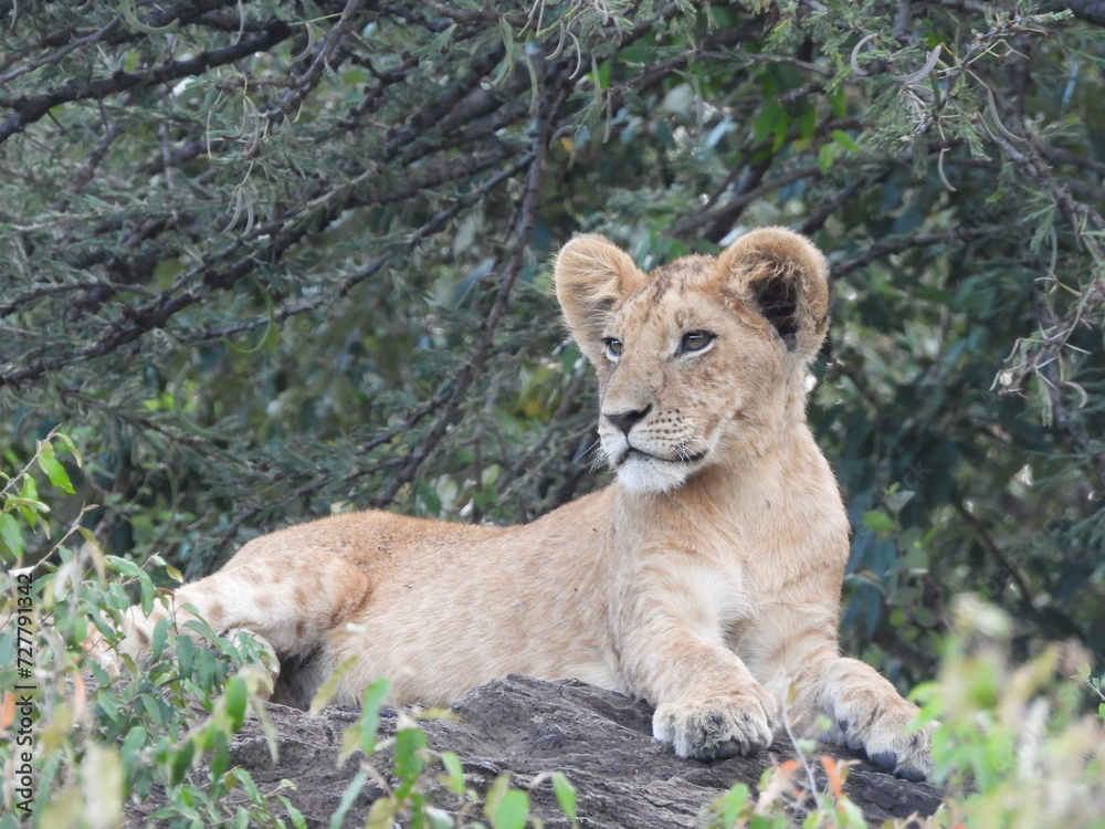 Lion cub in Kenya