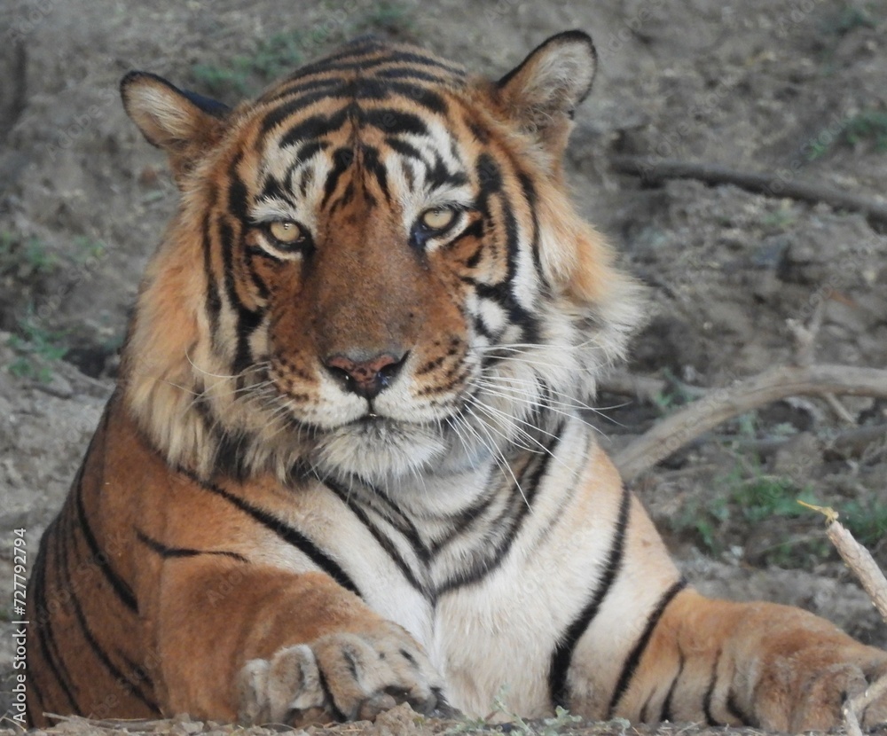 Tiger in the morning light Tiger in the morning light