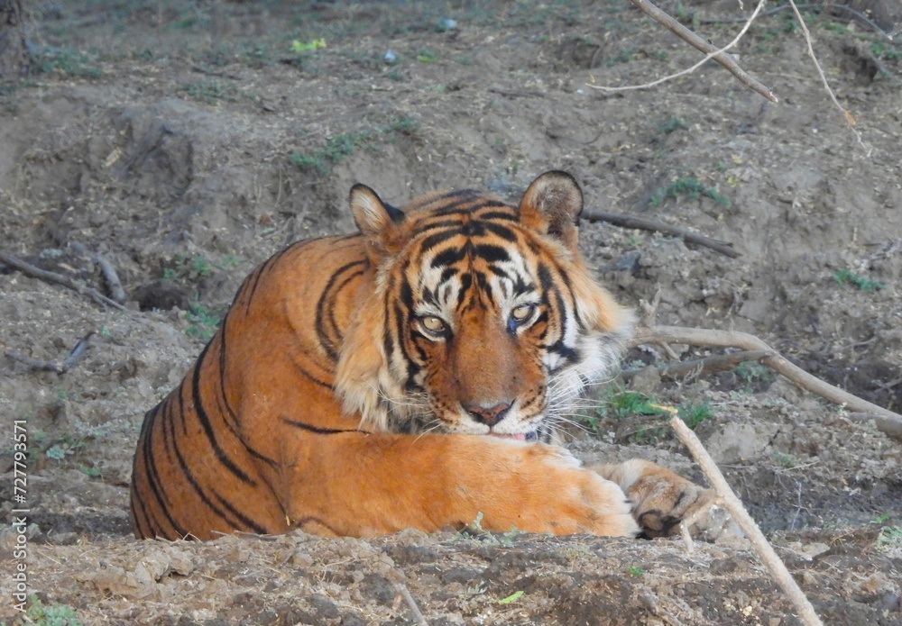 Fototapeta premium Tiger in the wilds of India